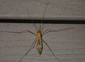 Nephrotoma ferruginea Nephrotoma ferruginea
